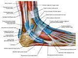 Anatomie: heup,bovenbeen,knie,onderbeen,enkel,voet,acetabulum,collum femoris,trachanter,femur,epicondyl,meniscus,kruisband,cruciate ligament,patella,knieschijf,tibia,fibula,malleolus,talus,calcaneus,tarsus,metatarsus,phalanx,falanx,quadriceps femoris,rectus femoris,sartorius,tensor fasciae latae,tractus iliotibialis,biceps femoris,gastrocnemius,semimembranosus,semitendinosus,soleus,suralis,vena saphena parva,vena saphena magna,sciatic,ischiadicus,peronea